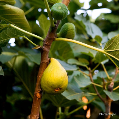 Figuier 'Goutte d'Or'