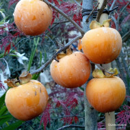 Kaki 'Vaniglia'