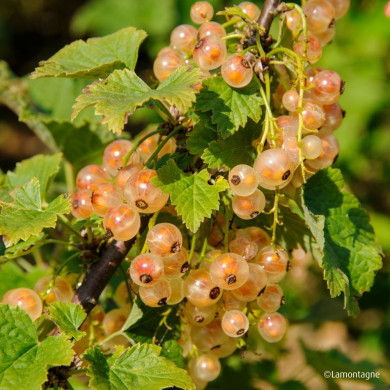 Groseillier à grappes 'Gloire des Sablons'