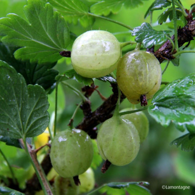 Groseillier à maquereaux 'Hinnonmaki Grön'