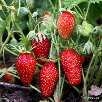 Fraisier 'Gariguette'