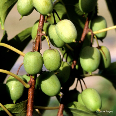 Kiwaï 'Issai' (autofertile)