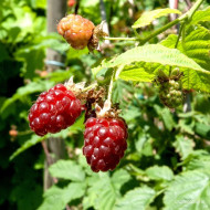 Mûre 'Tayberry'