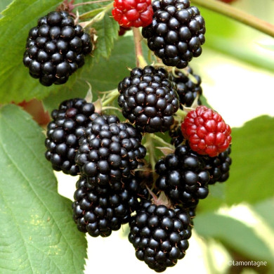 Mûre 'Dirksen Thornless'