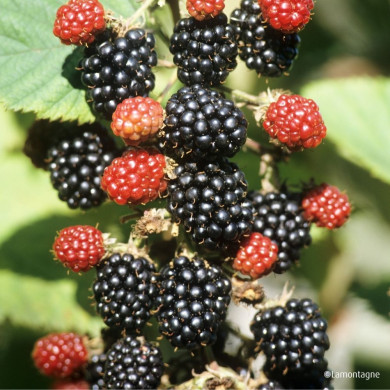 Mûre 'Géante des Jardins'