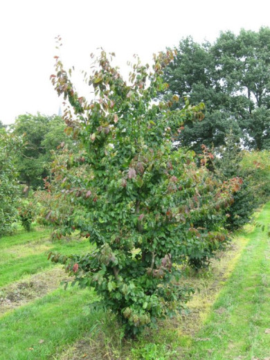 Parrotia persica