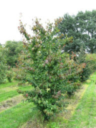 Parrotia persica