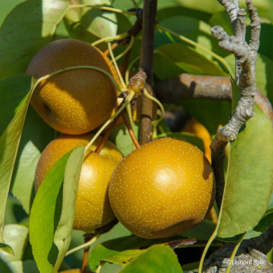 Pyrus pyrifolia 'Hosui'