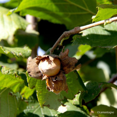 Noisetier 'Corabel'