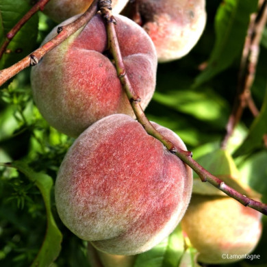 Pêcher 'Charles Roux'