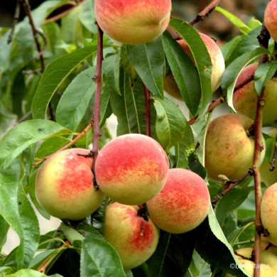 Pêcher 'Précoce de Hale'