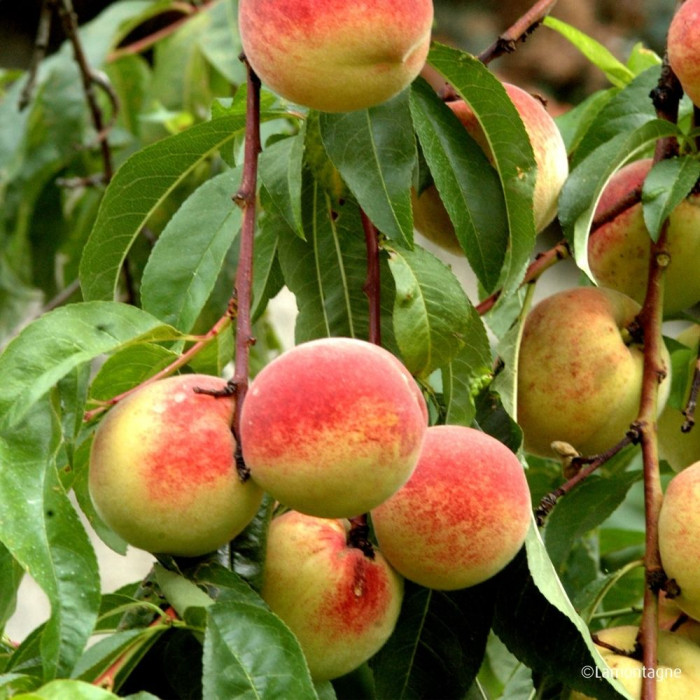 Pêcher 'Précoce de Hale'