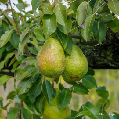 Poirier 'Duchesse d'Angoulême'