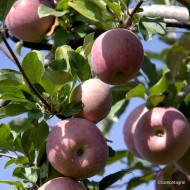 Pommier 'Fuji'