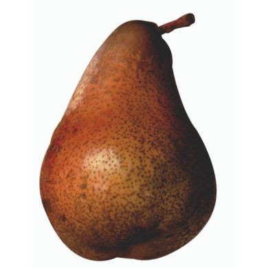 Poirier 'Beurré Clairgeau'