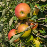 Pommier 'Jonagold'