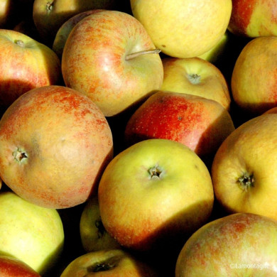 Pommier 'Cox's Orange Pippin'