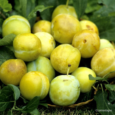 Prunier 'Reine Claude d'Oullins'
