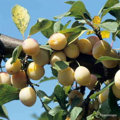 Prunier 'Mirabelle de Nancy'
