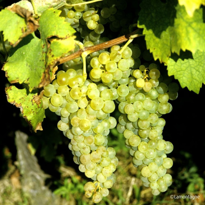 Vigne de table 'Perle de Czaba'