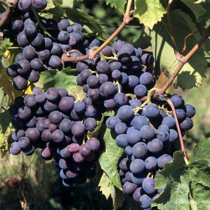 Vigne de table 'Muscat Hamburg'