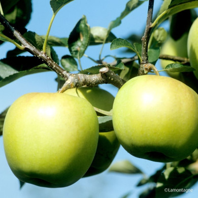 Pommier 'Golden Delicious'