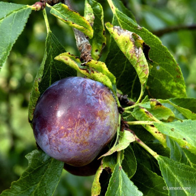 Prunier 'Reine Claude Violette'
