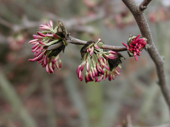 Parrotia persica