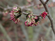 Parrotia persica