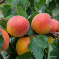 Abricotier 'Pêche de Nancy'