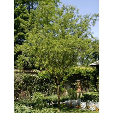 Amandier 'Princesse'