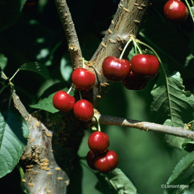 Cerisier bigarreau 'Van'