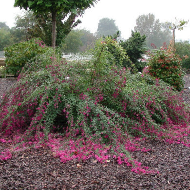 Lespedeza thunbergii