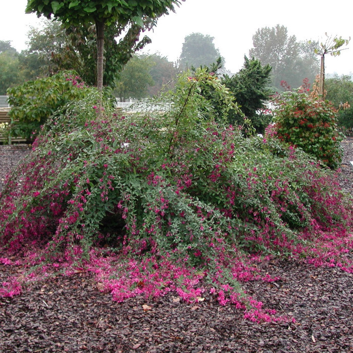 Lespedeza thunbergii