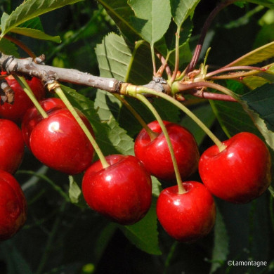 Cerisier guigne 'Early Rivers'