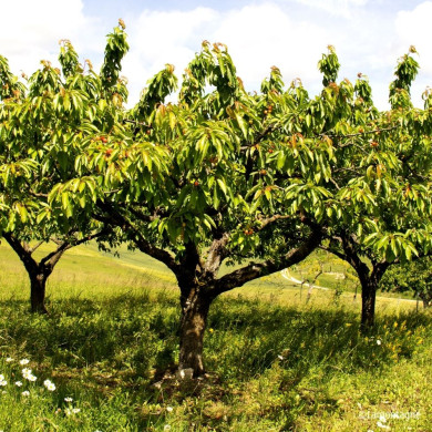 Cerisier bigarreau 'Napoléon'