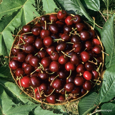 Cerisier bigarreau 'Hâtif de Burlat'