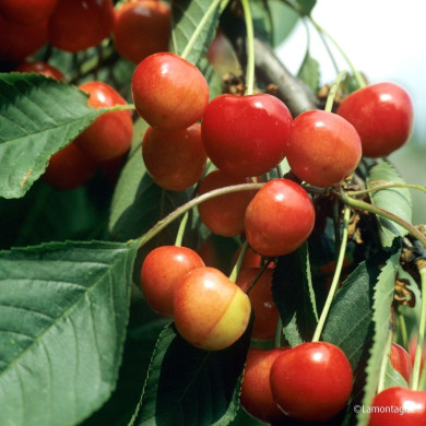 Cerisier bigarreau 'Rainier'