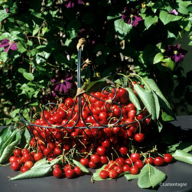 Cerisier bigarreau 'Géant d'Hedelfingen'