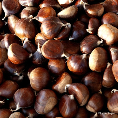 Châtaignier 'Marigoule'