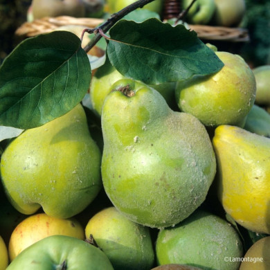 Cognassier 'Du Portugal'