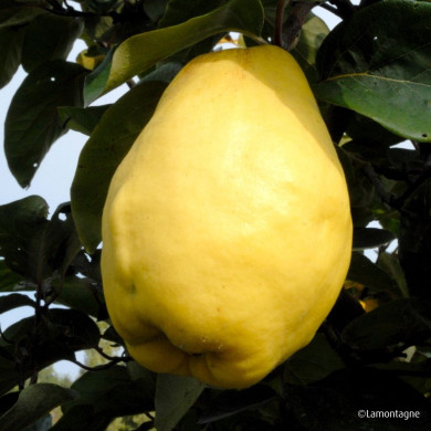 Cognassier 'Champion'