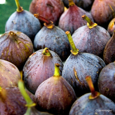 Figuier 'Pastillière' ou 'Rouge de Bordeaux'