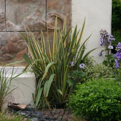 Phormium tenax 'Variegatum'