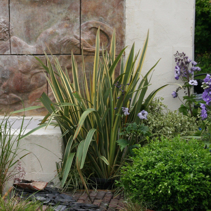 Phormium tenax 'Variegatum'