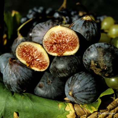 Figuier 'Caromb (Noire de Caromb)