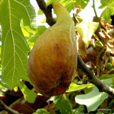 Figuier 'Madeleine des Deux Saisons'