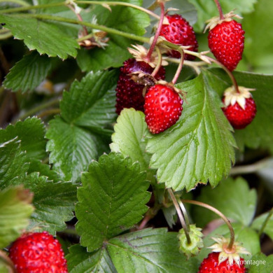 Fraisier (Fragaria) 'Reine des vallées'
