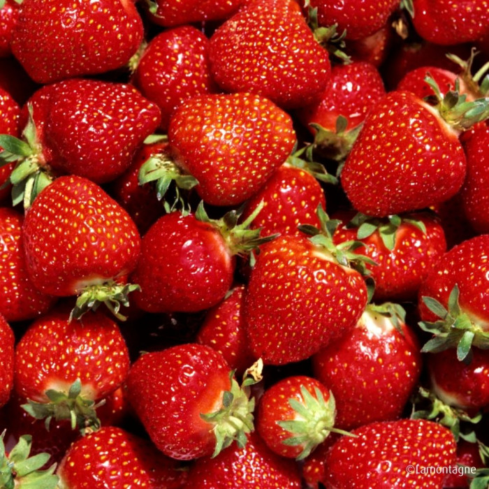 Fraisier 'Gento'