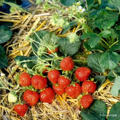 Fraisier 'Mara des Bois'